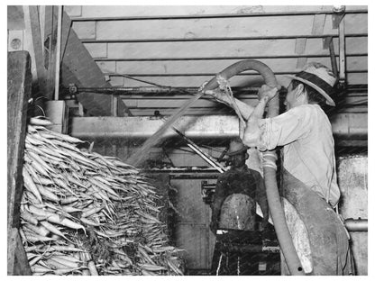 Carrots Being Washed on Truck in Elsa Texas February 1939 - Available at KNOWOL