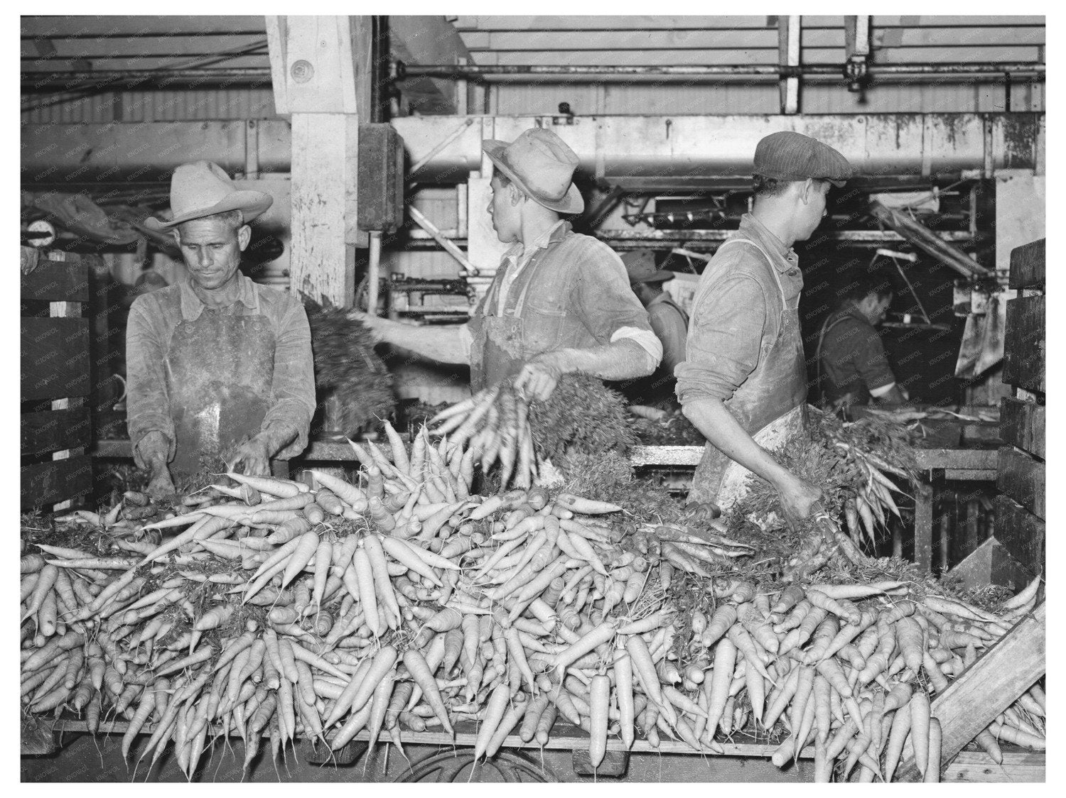 Carrots Unloaded for Washing at Texas Packing Plant 1939 - Available at KNOWOL