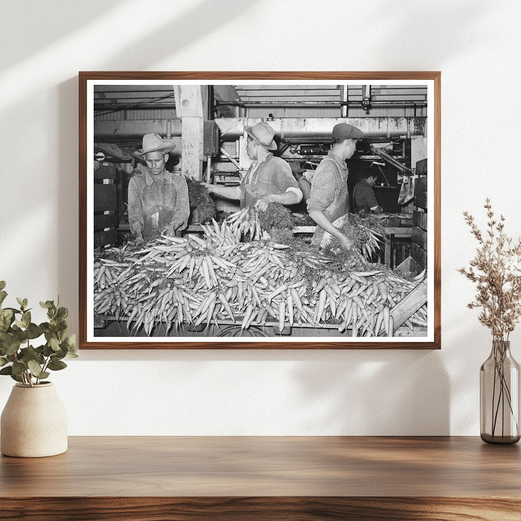 Carrots Unloaded for Washing at Texas Packing Plant 1939 - Available at KNOWOL