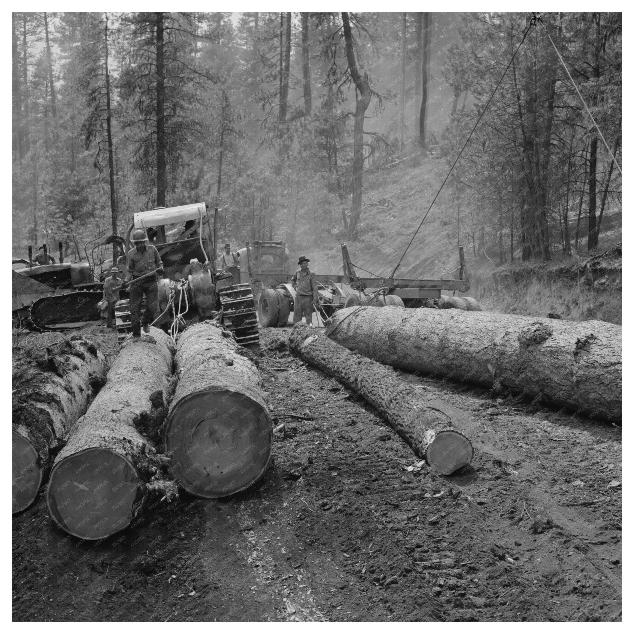 Caterpillar Tractors Transporting Logs Malheur Forest 1942 - Available at KNOWOL