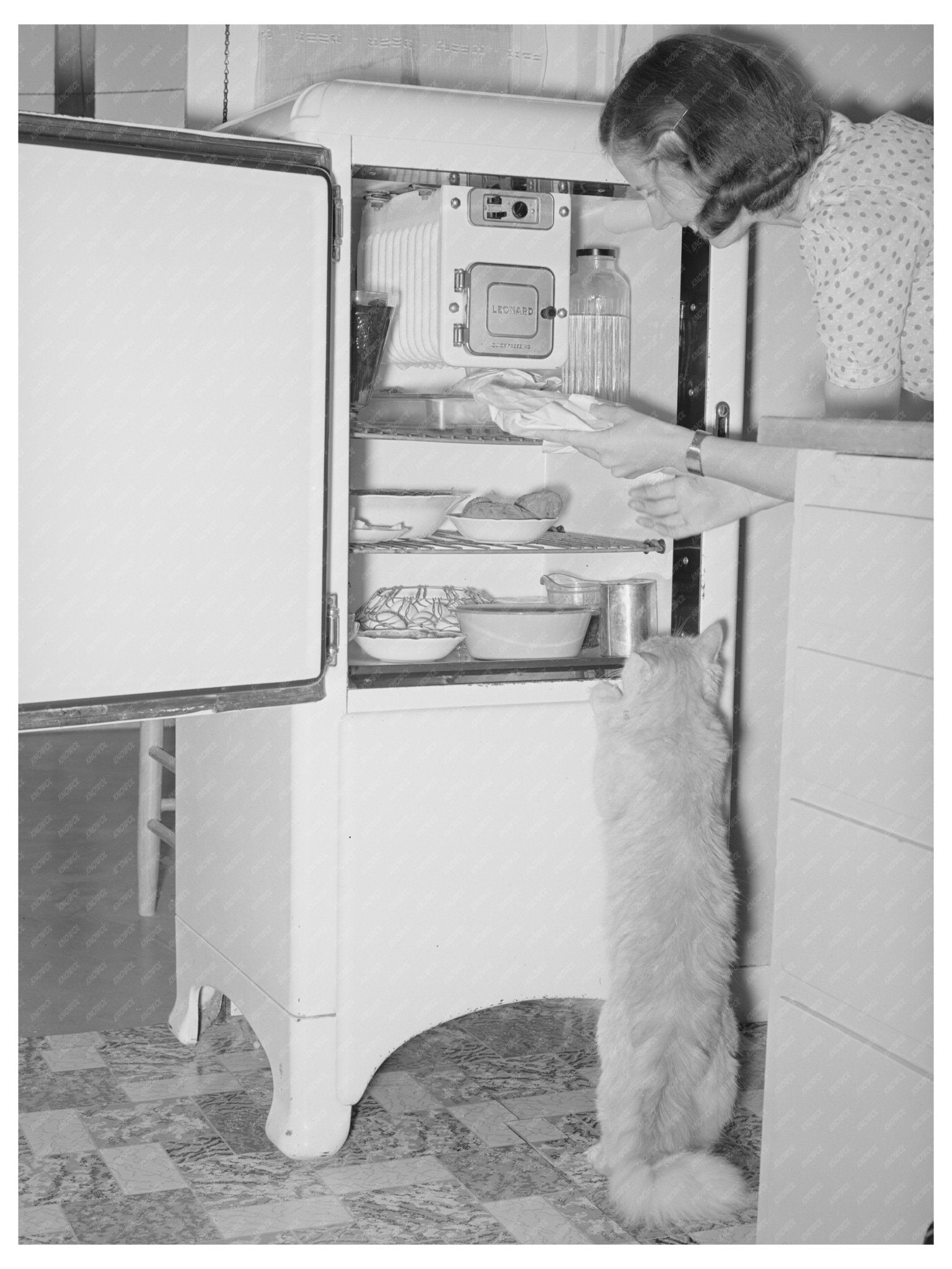 Cats by Refrigerator at Casa Grande Farms 1940 - Available at KNOWOL