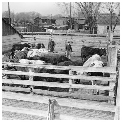 Cattle and Attendants in Aledo Illinois Stockyards 1937 - Available at KNOWOL