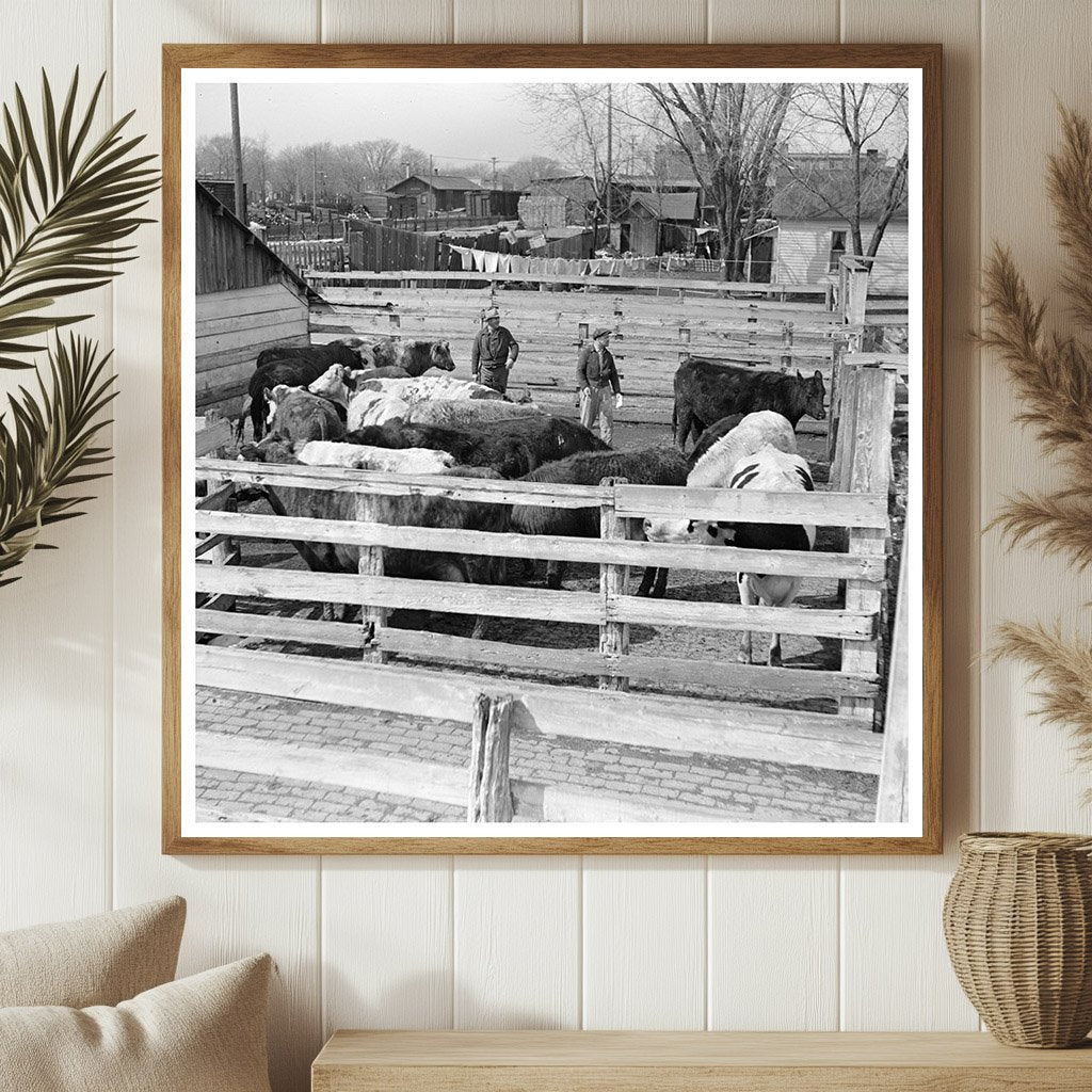 Cattle and Attendants in Aledo Illinois Stockyards 1937 - Available at KNOWOL