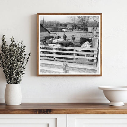 Cattle and Attendants in Aledo Illinois Stockyards 1937 - Available at KNOWOL