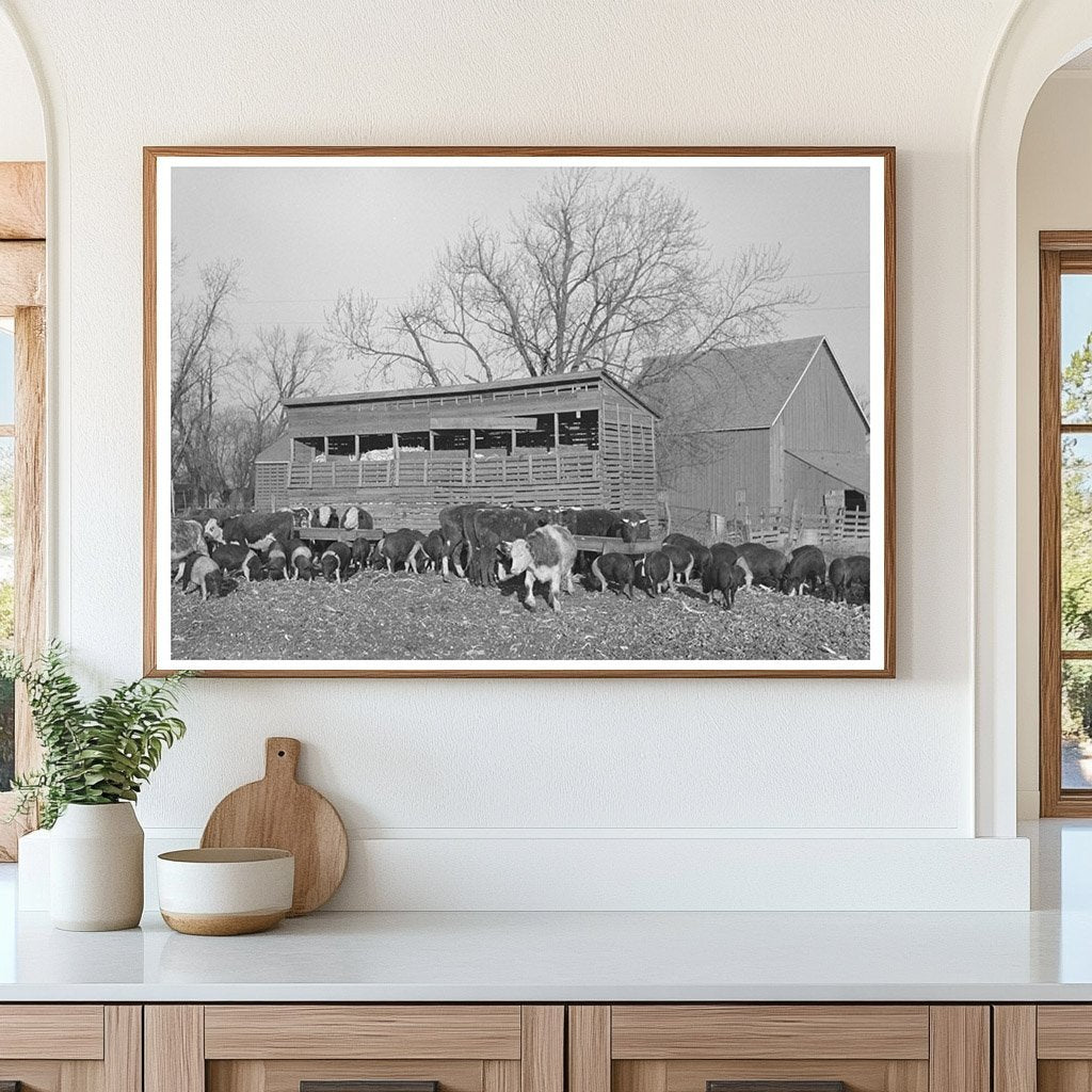 Cattle and Hogs Feeding on Emrick Farm Illinois 1936 - Available at KNOWOL