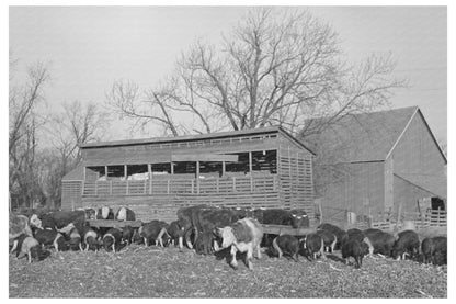 Cattle and Hogs Feeding on Emrick Farm Illinois 1936 - Available at KNOWOL