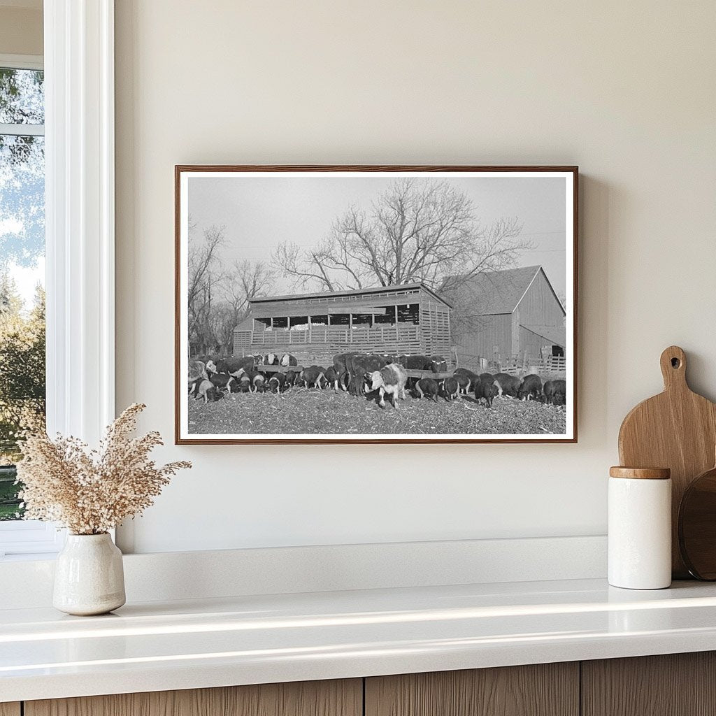 Cattle and Hogs Feeding on Emrick Farm Illinois 1936 - Available at KNOWOL