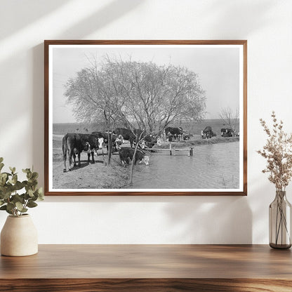 Cattle at Water Hole Crystal City Texas March 1939 - Available at KNOWOL
