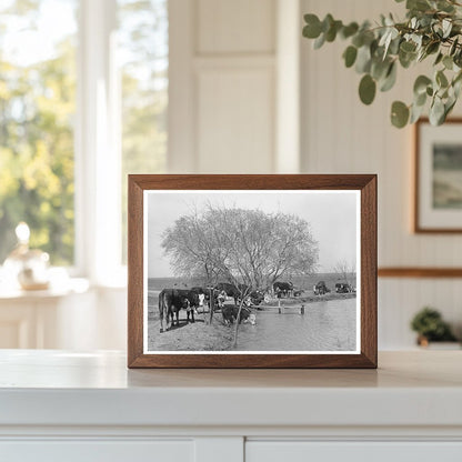 Cattle at Water Hole Crystal City Texas March 1939 - Available at KNOWOL
