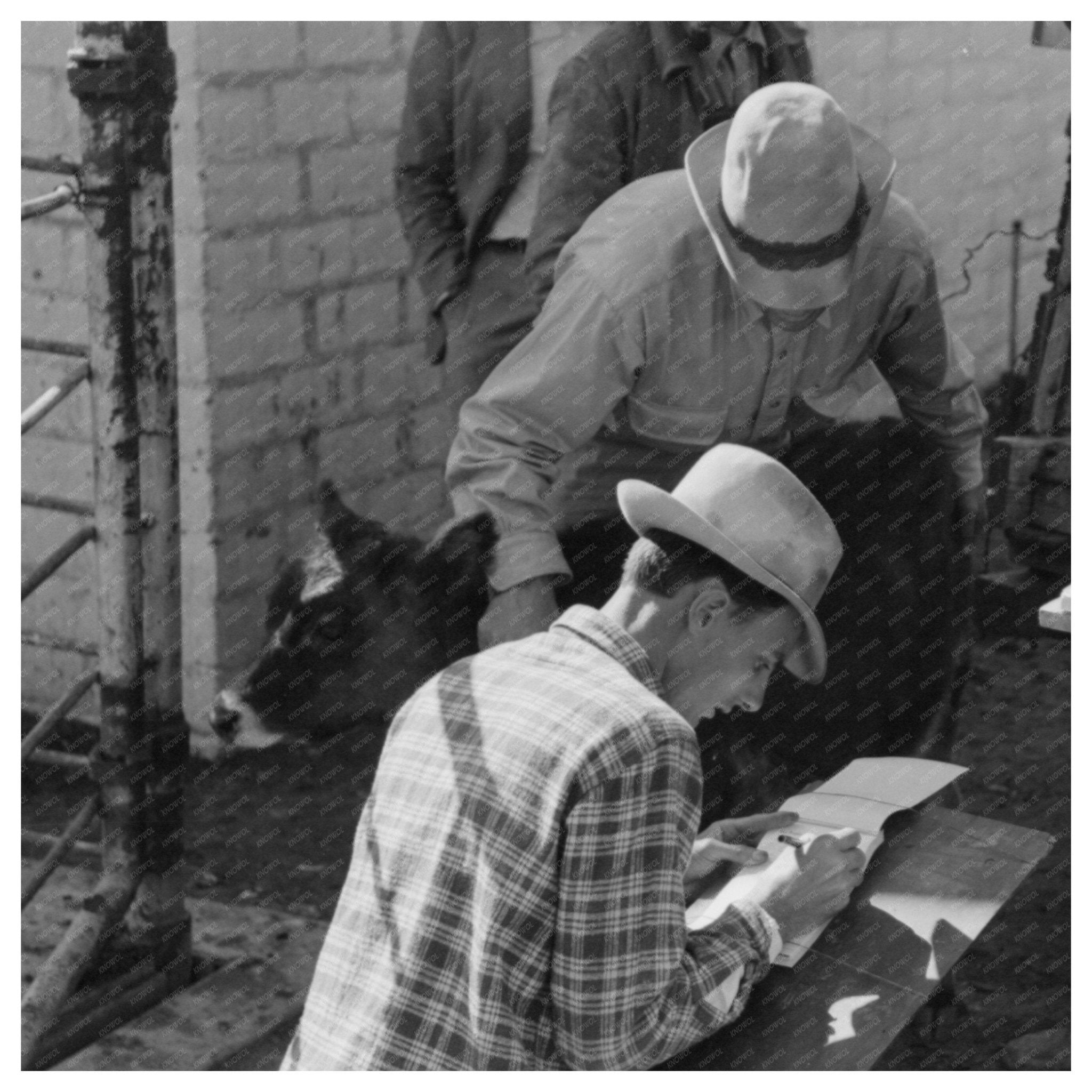 Cattle Auction at San Angelo Stockyards November 1939 - Available at KNOWOL