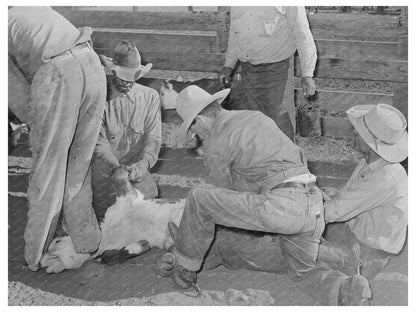 Cattle Branding Scene at Walking X Ranch Marfa 1939 - Available at KNOWOL