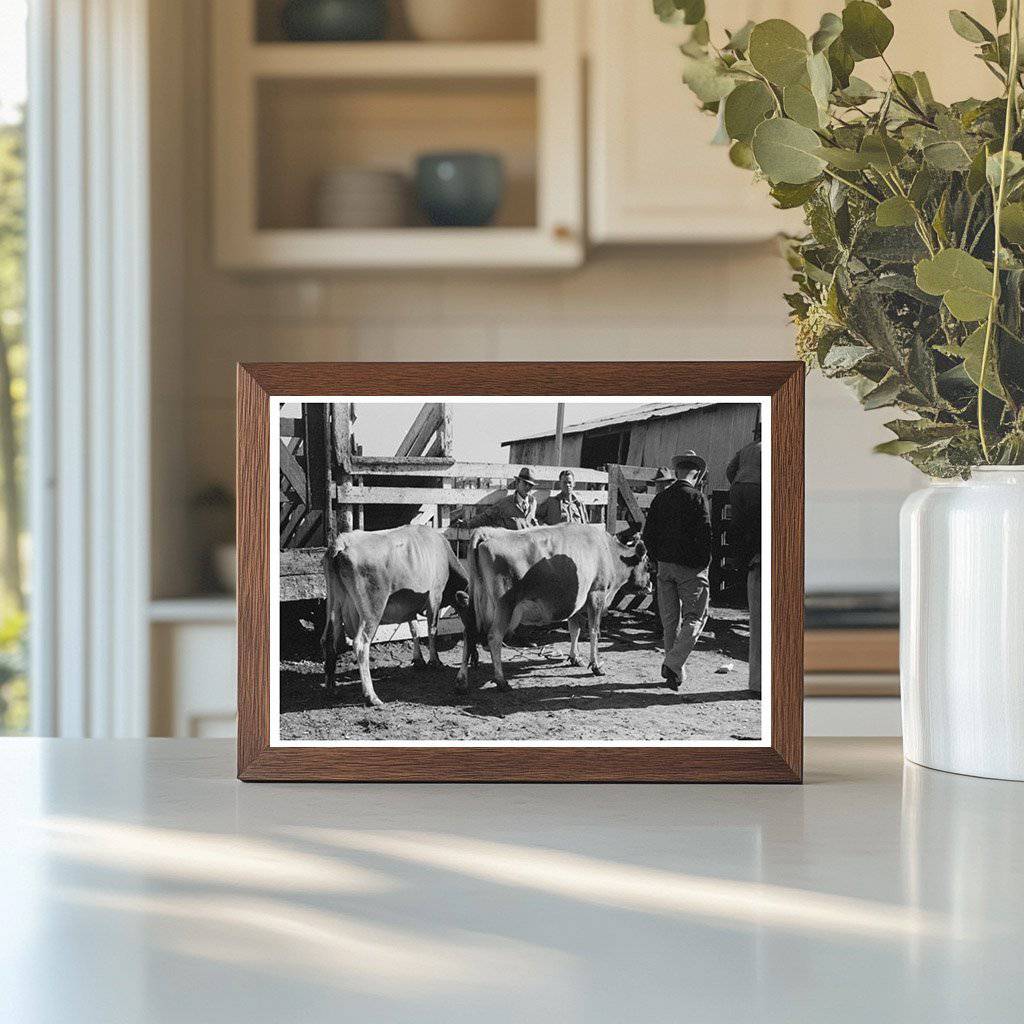 Cattle Check - In at San Angelo Auction Stockyards 1939 - Available at KNOWOL