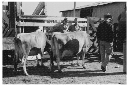 Cattle Check - In at San Angelo Auction Stockyards 1939 - Available at KNOWOL