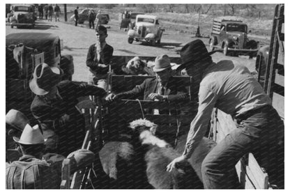 Cattle Check - In at San Angelo Stockyards 1939 - Available at KNOWOL