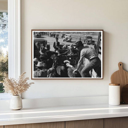 Cattle Check - In at San Angelo Stockyards 1939 - Available at KNOWOL