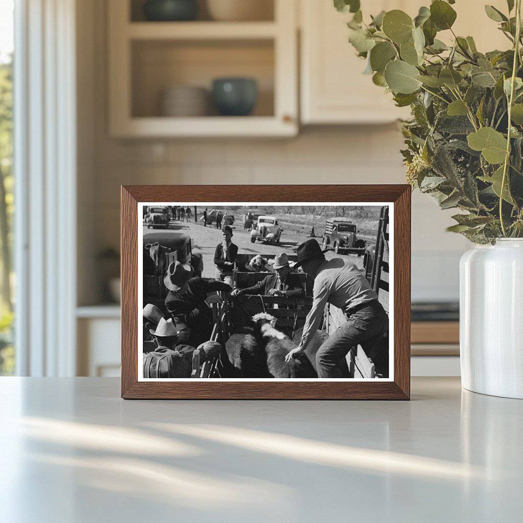 Cattle Check - In at San Angelo Stockyards 1939 - Available at KNOWOL