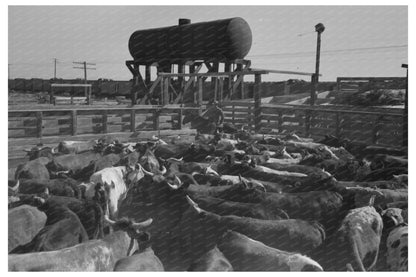 Cattle Corral Feeding in Brawley California March 1942 - Available at KNOWOL