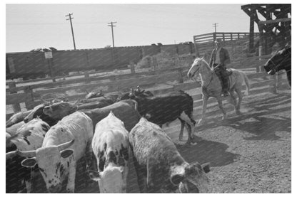 Cattle Drive Process Brawley California March 1942 - Available at KNOWOL