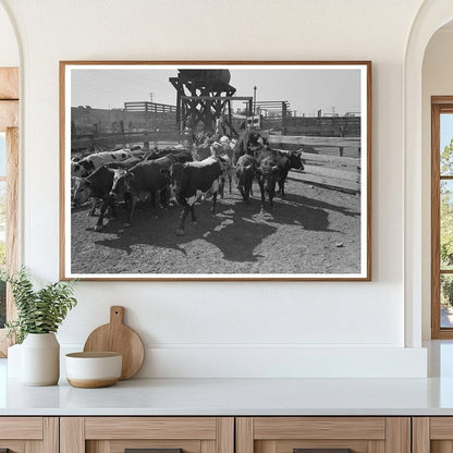 Cattle Drive to Corral in Brawley California 1942 - Available at KNOWOL