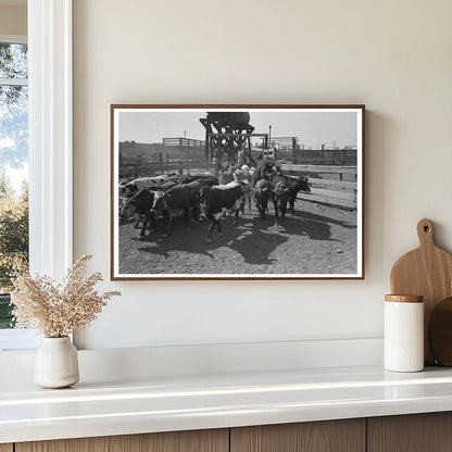 Cattle Drive to Corral in Brawley California 1942 - Available at KNOWOL