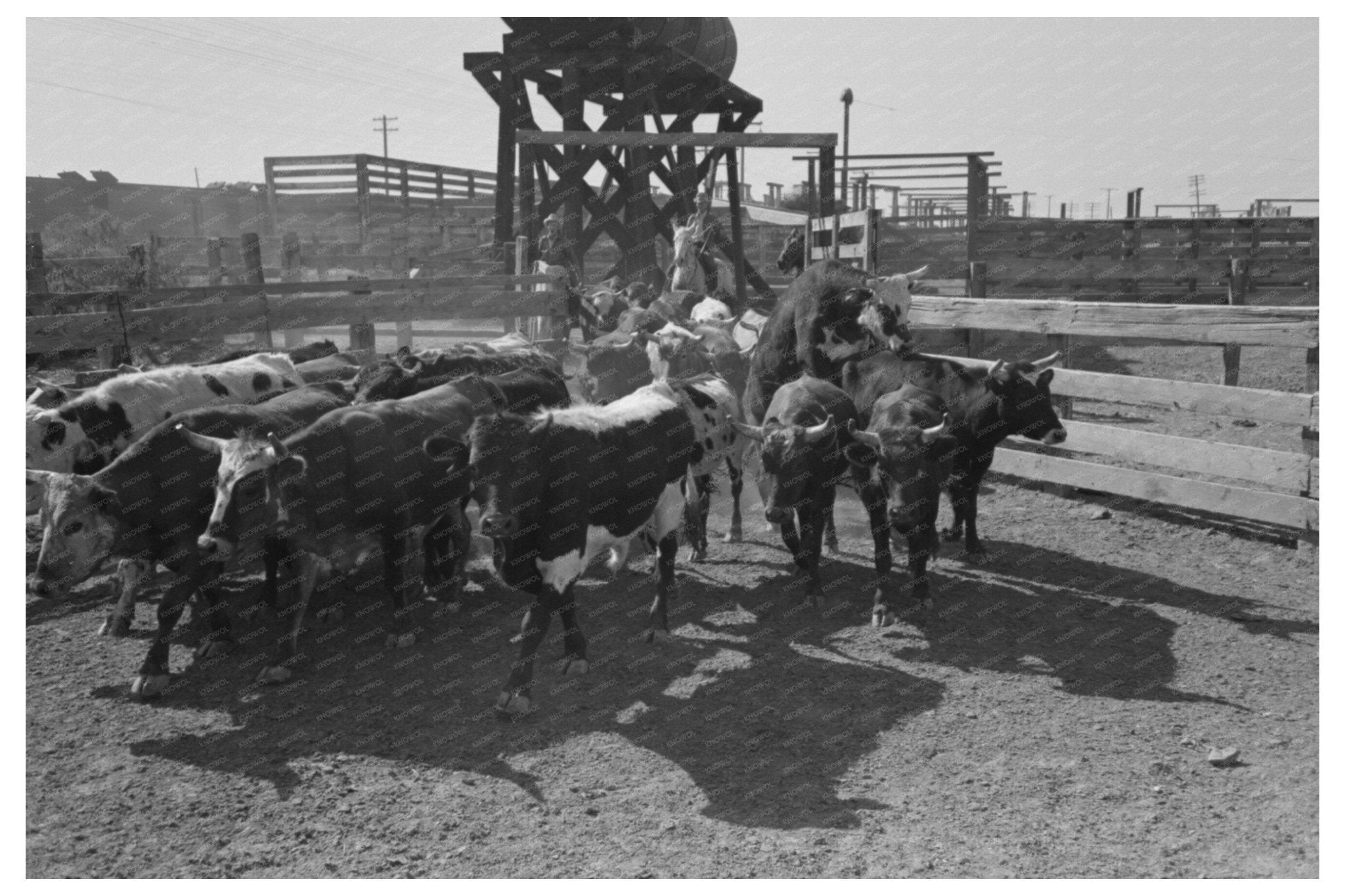 Cattle Drive to Corral in Brawley California 1942 - Available at KNOWOL