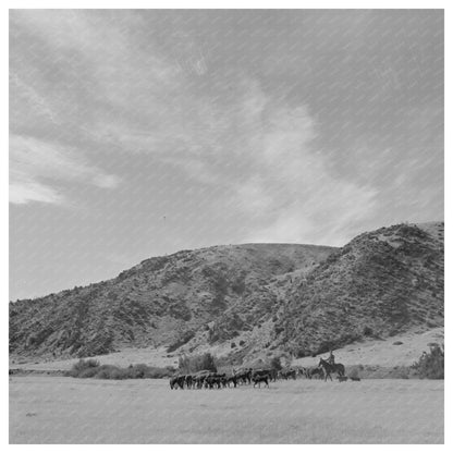 Cattle Driving in Madison Valley Montana September 1942 - Available at KNOWOL