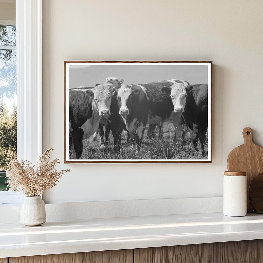 Cattle Grazing at Cruzen Ranch Valley County Idaho 1941 - Available at KNOWOL