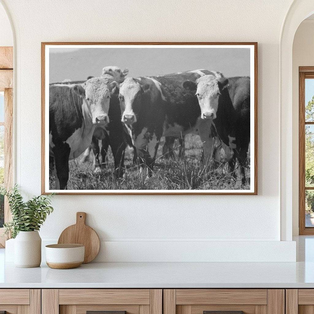 Cattle Grazing at Cruzen Ranch Valley County Idaho 1941 - Available at KNOWOL