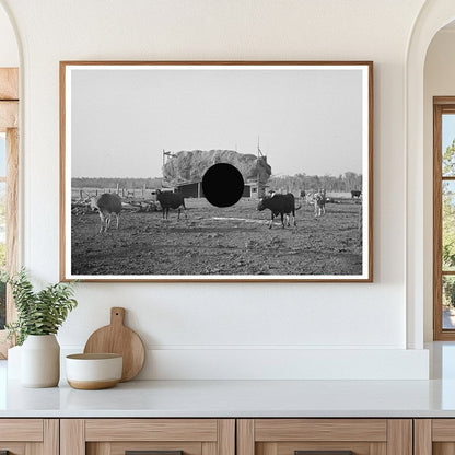 Cattle Grazing Near Little Fork Minnesota 1937 - Available at KNOWOL