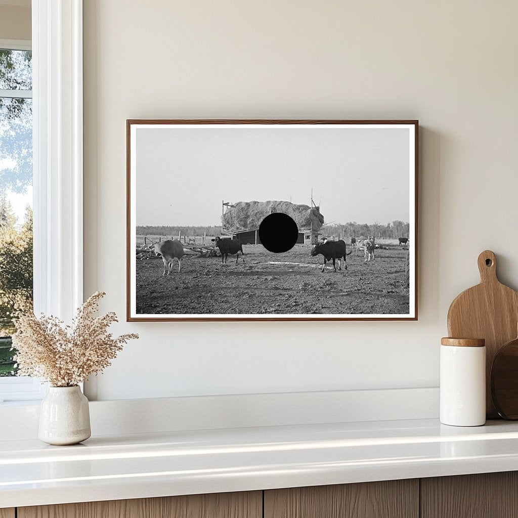 Cattle Grazing Near Little Fork Minnesota 1937 - Available at KNOWOL