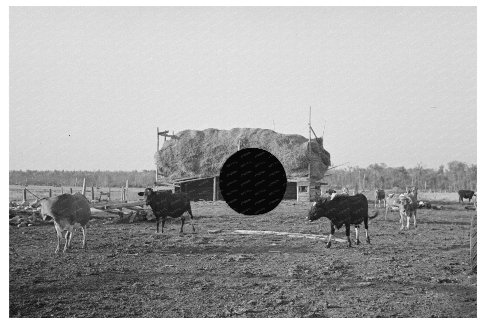 Cattle Grazing Near Little Fork Minnesota 1937 - Available at KNOWOL