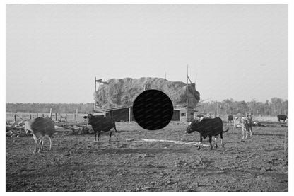 Cattle Grazing Near Little Fork Minnesota 1937 - Available at KNOWOL