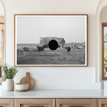 Cattle Grazing Near Straw Barn Little Fork Minnesota 1937 - Available at KNOWOL