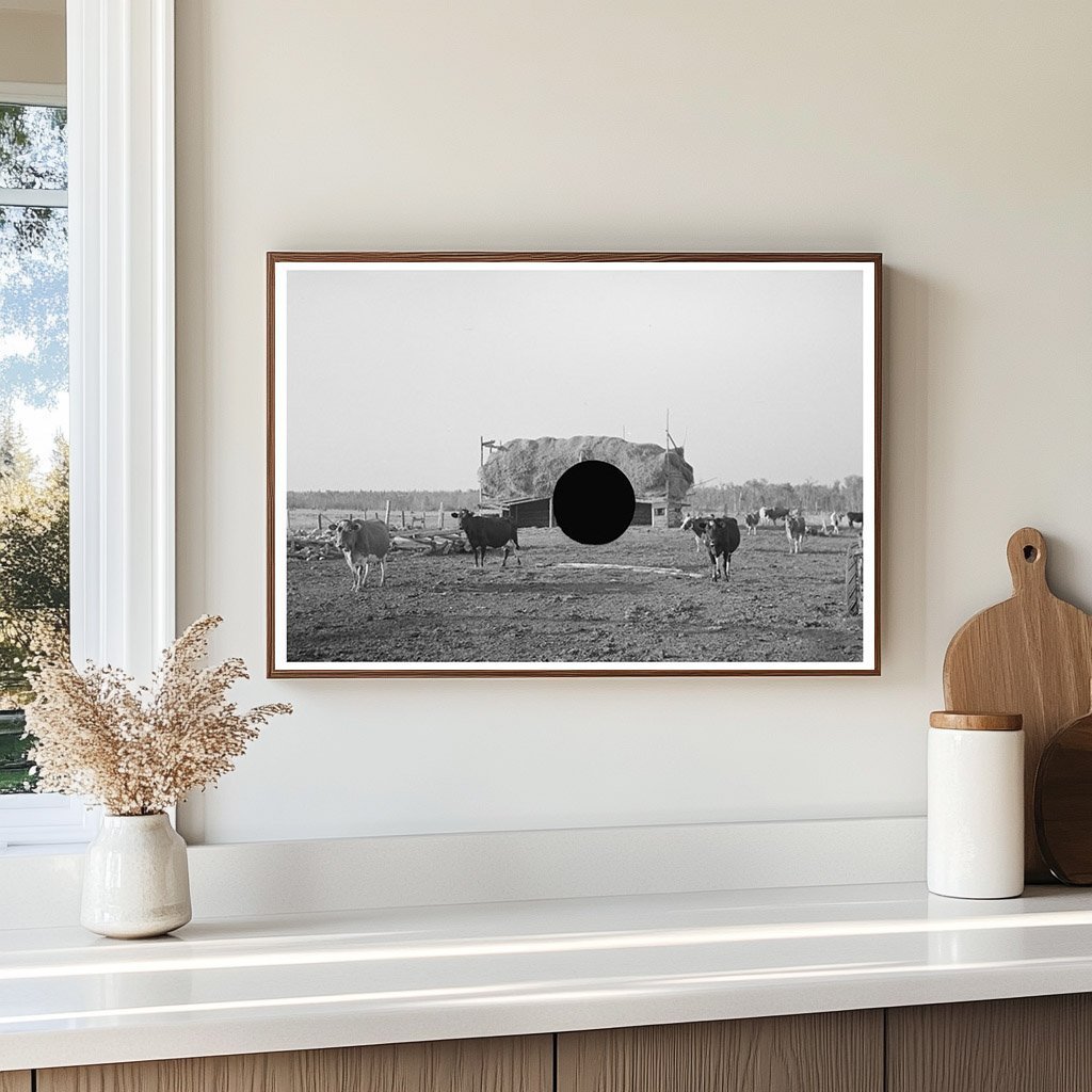 Cattle Grazing Near Straw Barn Little Fork Minnesota 1937 - Available at KNOWOL