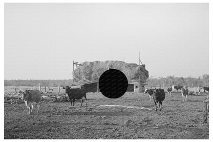 Cattle Grazing Near Straw Barn Little Fork Minnesota 1937 - Available at KNOWOL