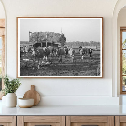 Cattle Grazing on Farm Near Little Fork Minnesota 1937 - Available at KNOWOL