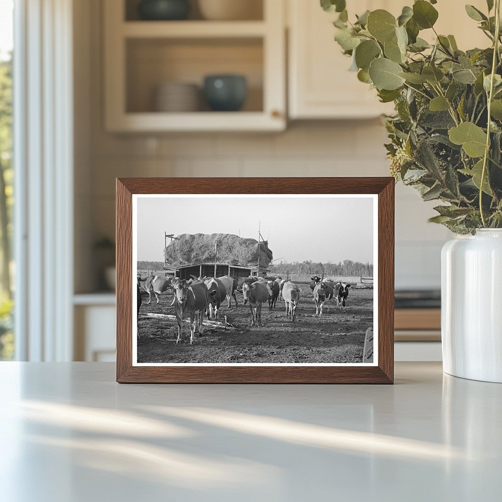 Cattle Grazing on Farm Near Little Fork Minnesota 1937 - Available at KNOWOL