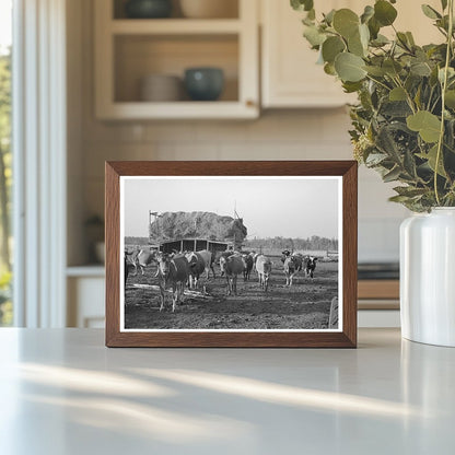 Cattle Grazing on Farm Near Little Fork Minnesota 1937 - Available at KNOWOL