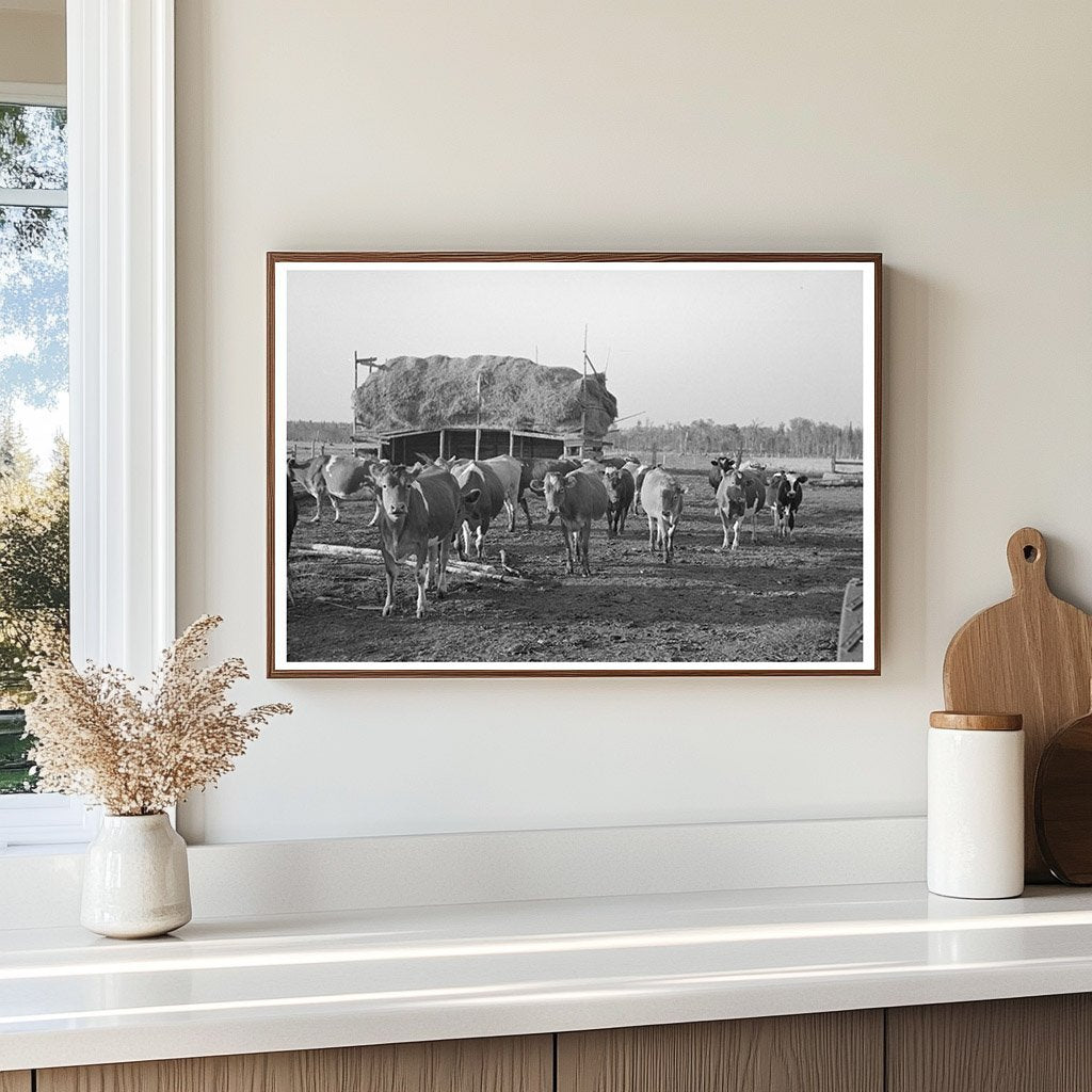 Cattle Grazing on Farm Near Little Fork Minnesota 1937 - Available at KNOWOL