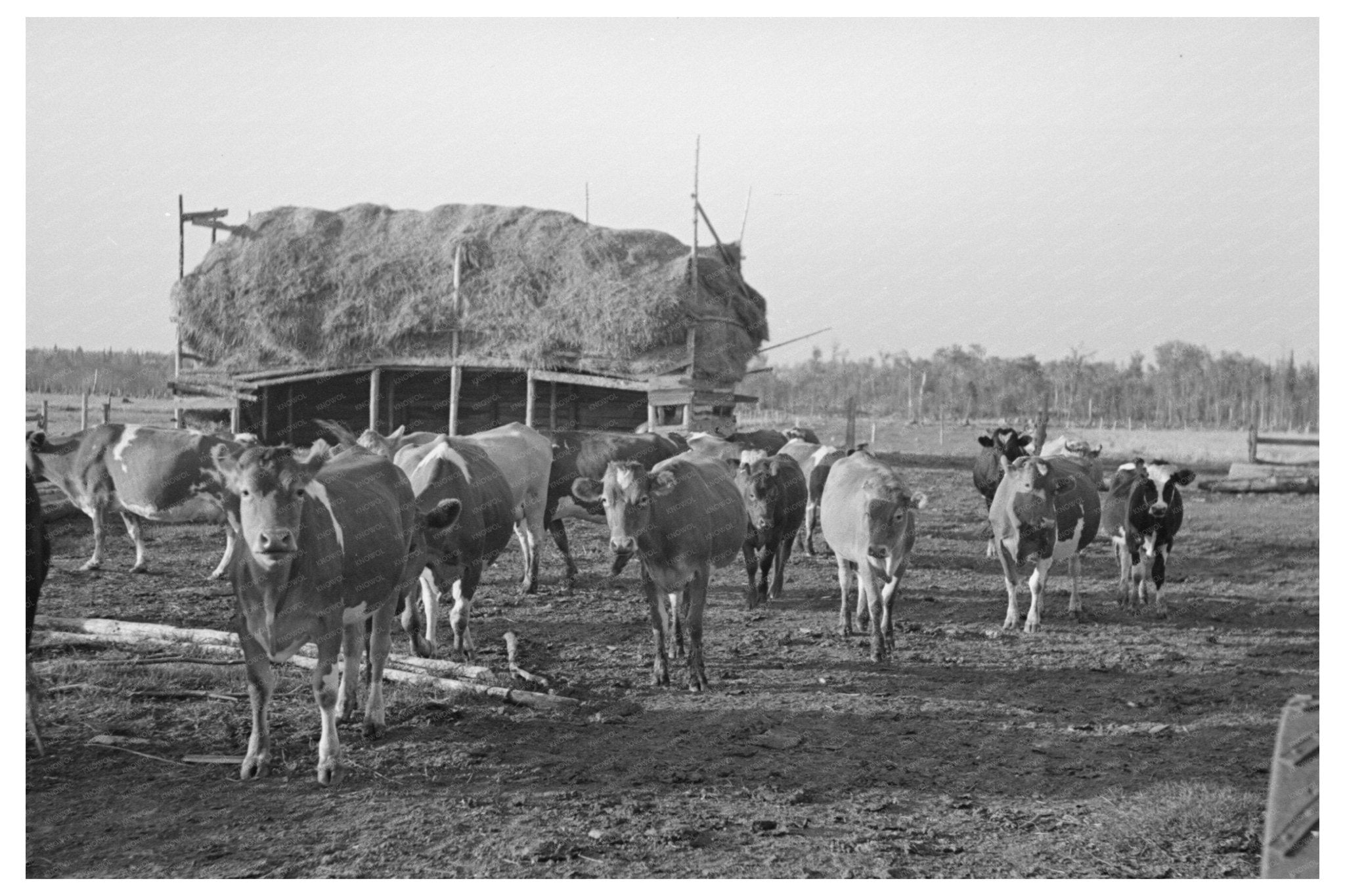 Cattle Grazing on Farm Near Little Fork Minnesota 1937 - Available at KNOWOL