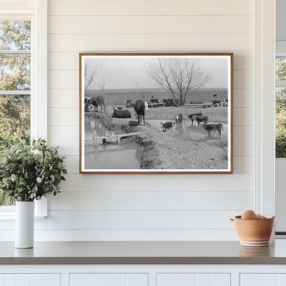 Cattle Herd at Water Hole Crystal City Texas 1939 - Available at KNOWOL