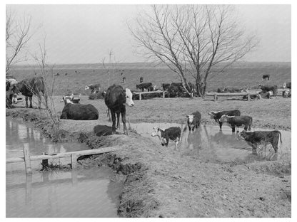 Cattle Herd at Water Hole Crystal City Texas 1939 - Available at KNOWOL