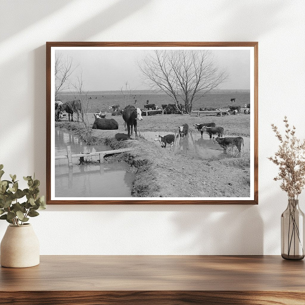 Cattle Herd at Water Hole Crystal City Texas 1939 - Available at KNOWOL