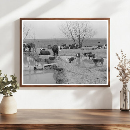 Cattle Herd at Water Hole Crystal City Texas 1939 - Available at KNOWOL
