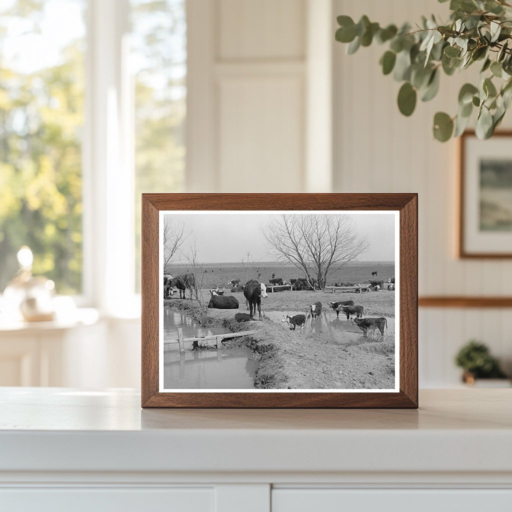 Cattle Herd at Water Hole Crystal City Texas 1939 - Available at KNOWOL