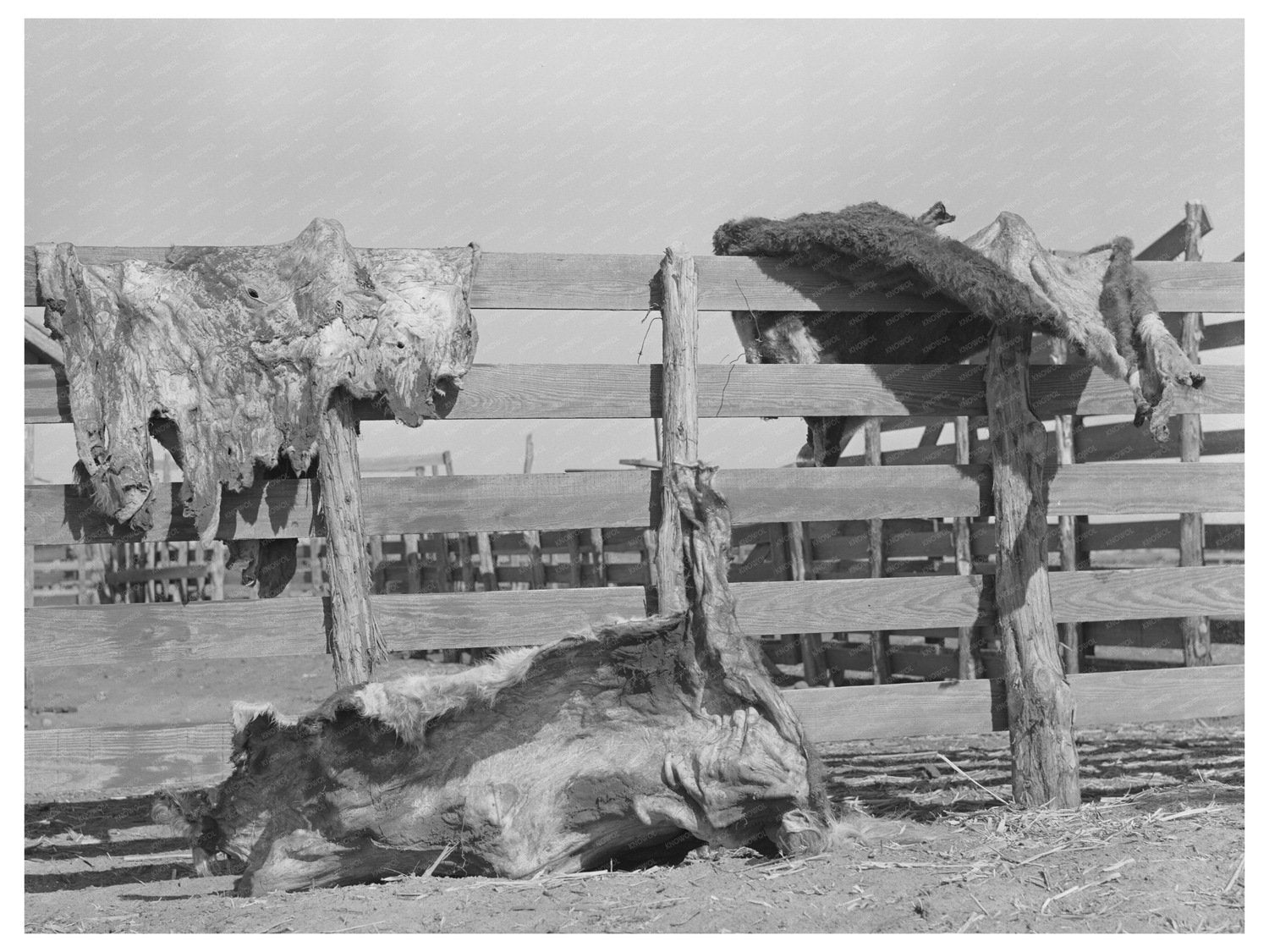 Cattle Hides Drying on Fence Spur Texas May 1939 - Available at KNOWOL