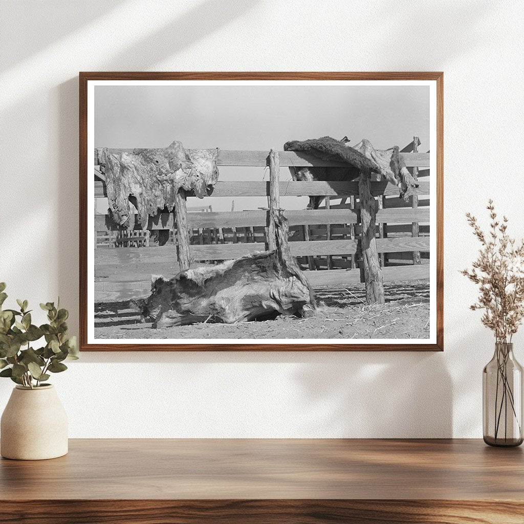 Cattle Hides Drying on Fence Spur Texas May 1939 - Available at KNOWOL