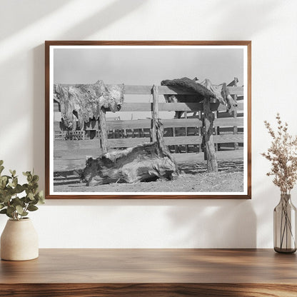 Cattle Hides Drying on Fence Spur Texas May 1939 - Available at KNOWOL