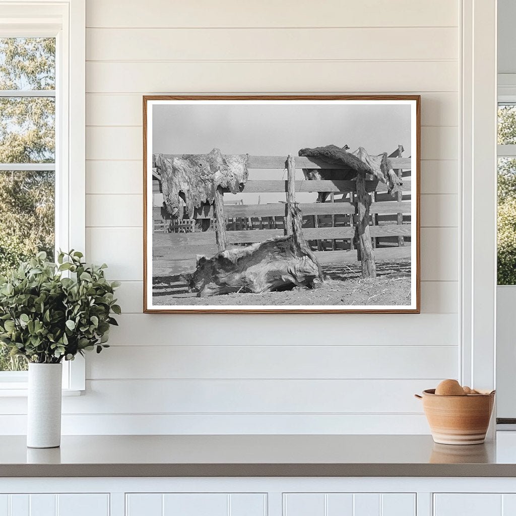 Cattle Hides Drying on Fence Spur Texas May 1939 - Available at KNOWOL