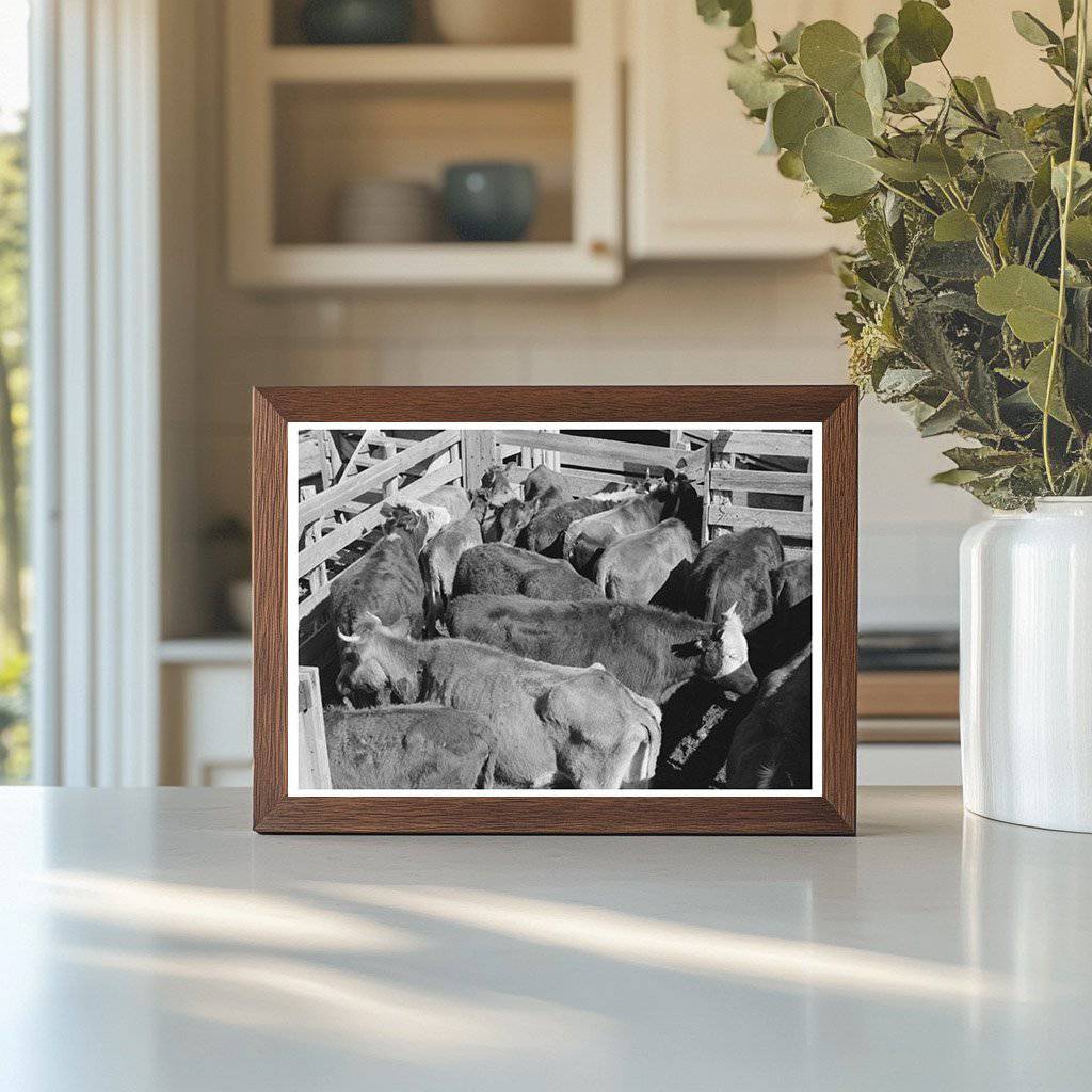 Cattle in San Angelo Stockyards Texas November 1939 - Available at KNOWOL